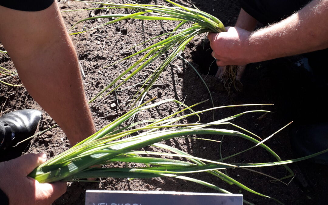 Edible Futures – Cultivating wild edible plants of the Greater Cape Floristic Region