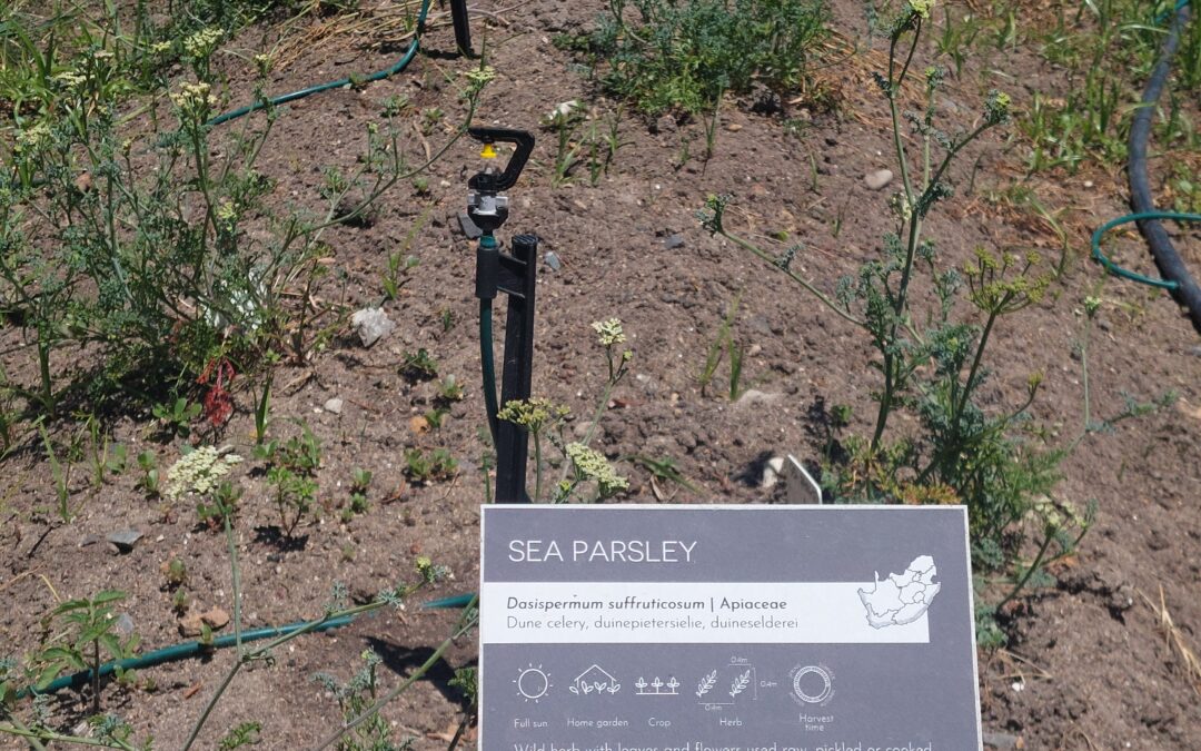 From porcupine raids to drought-defying plants: Five months of indigenous edible trials in the Cape