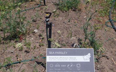 From porcupine raids to drought-defying plants: Five months of indigenous edible trials in the Cape