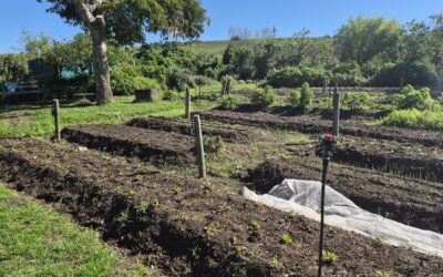 Evidence-based growth: Advancing the MyBitSecure water management pilot